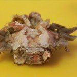 crab11