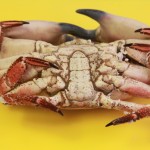 crab4