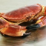 scrabstock brown crab