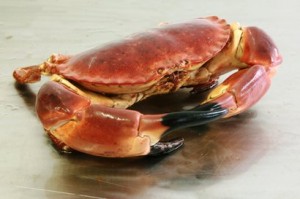 scrabstock brown crab